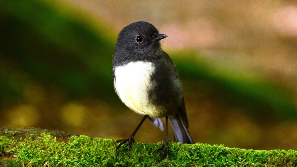Lord of the Rings Tour from Queenstown: South Island Robin